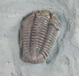 Very D Flexicalymene Trilobite Fossil - #9214-1